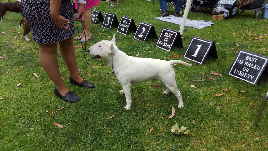 Ch Talmadge Albion McGulager white miniature bull terrier