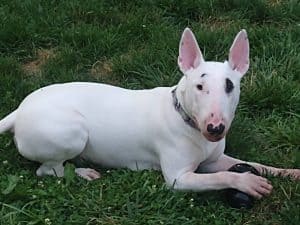 White Bull Terrier puppy lying down with paw on Kong toy
