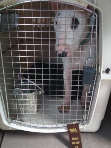 white Bull Terrier in a crate with a ribbon